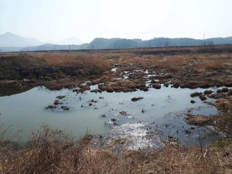 창녕권 붕어 (조황조행기 - 낚시점조황)