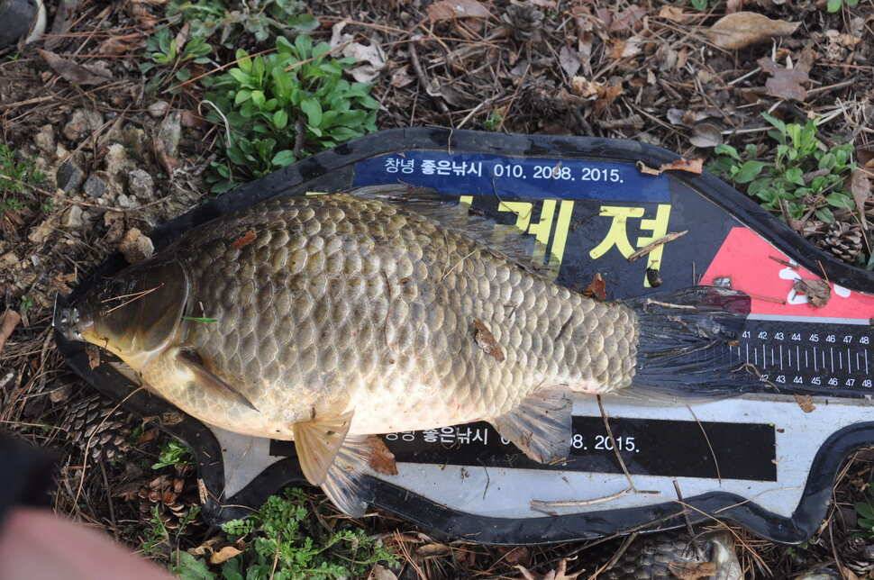 창녕권 485484742 호조황 (조황조행기 - 낚시점조황)