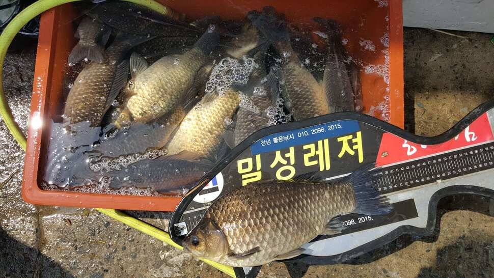 창녕권 485484742 호조황 (조황조행기 - 낚시점조황)