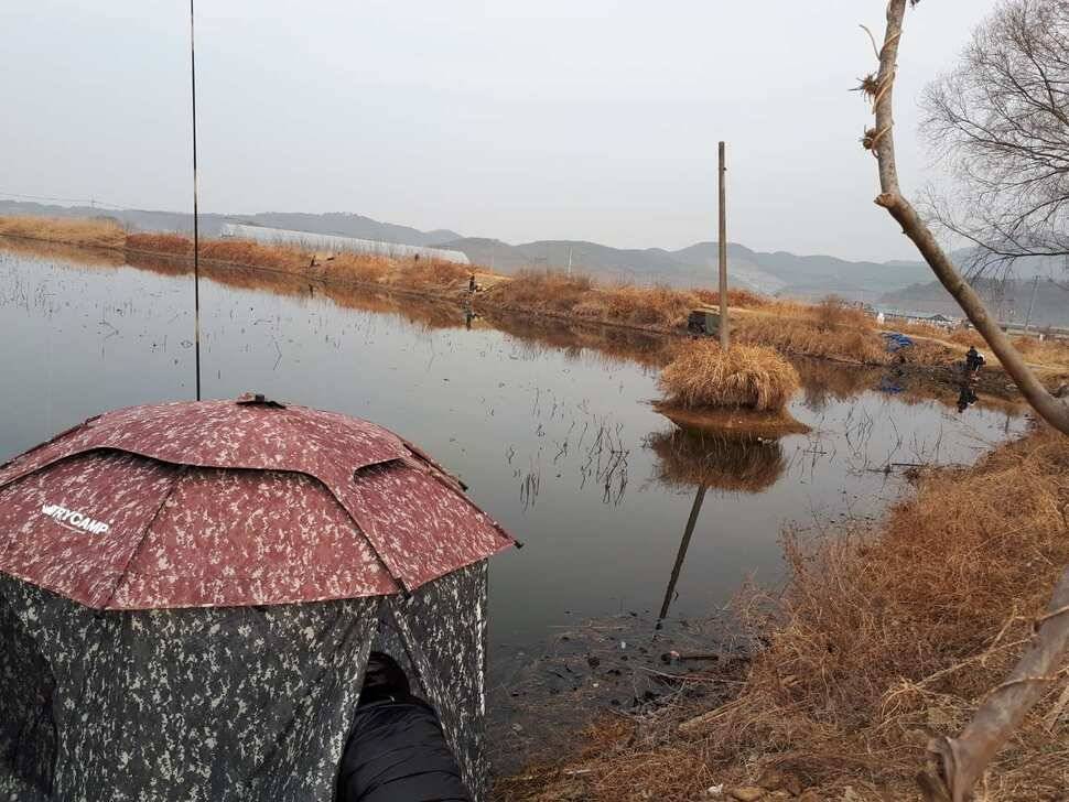 창녕권 붕어조황 (조황조행기 - 낚시점조황)