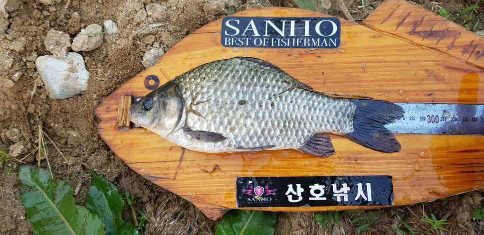 구미 붕어조황추수편 (조황조행기 - 낚시점조황)