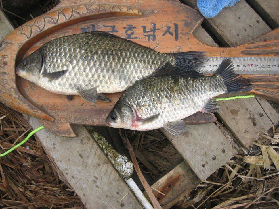 충주탄금호낚시조황 (조황조행기 - 낚시점조황)