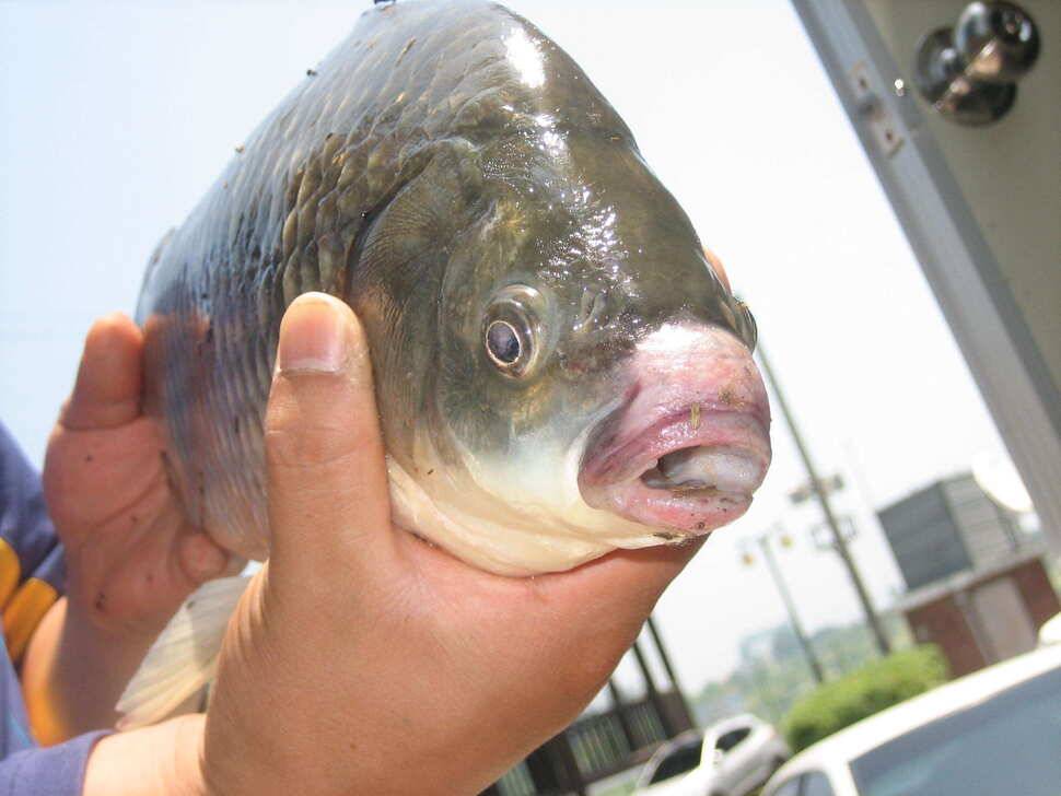 충주탄금호낚시 대물49cm (조황조행기 - 낚시점조황)