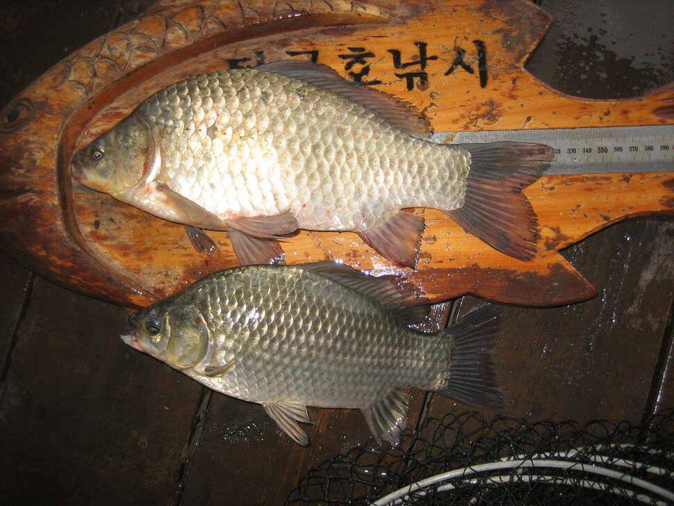 충주 탄금호 낚시조황 (조황조행기 - 낚시점조황)