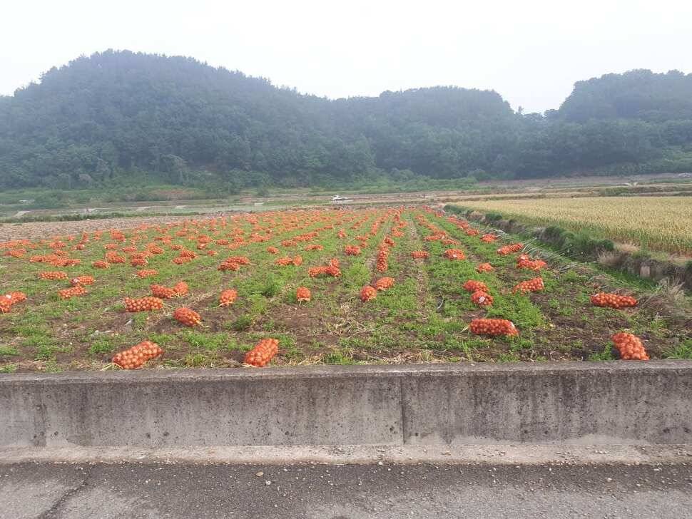 창녕권 저수지 탐사 (조황조행기 - 낚시점조황)