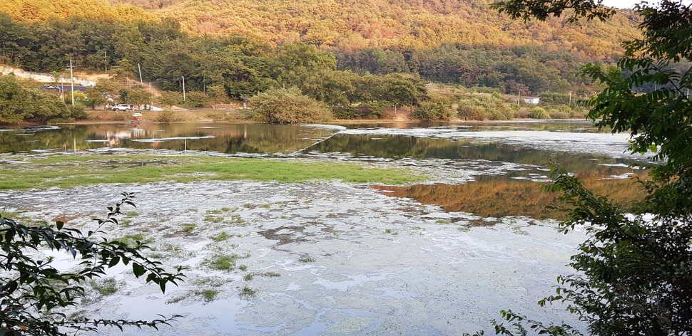 구미권 추석연휴 붕어조황 (조황조행기 - 낚시점조황)