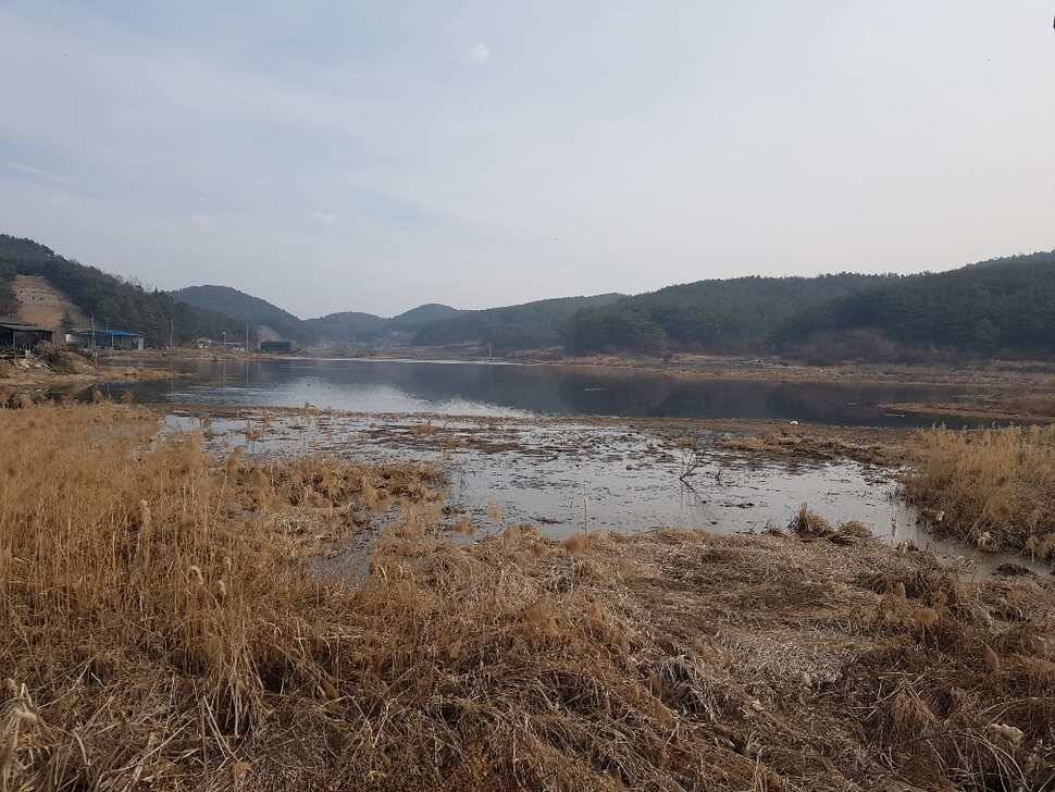 창녕권 조황 살아 나고 있습니다 (조황조행기 - 낚시점조황)