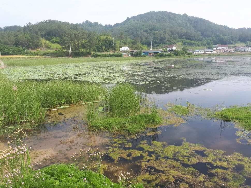창녕권 저수지 탐사 (조황조행기 - 낚시점조황)