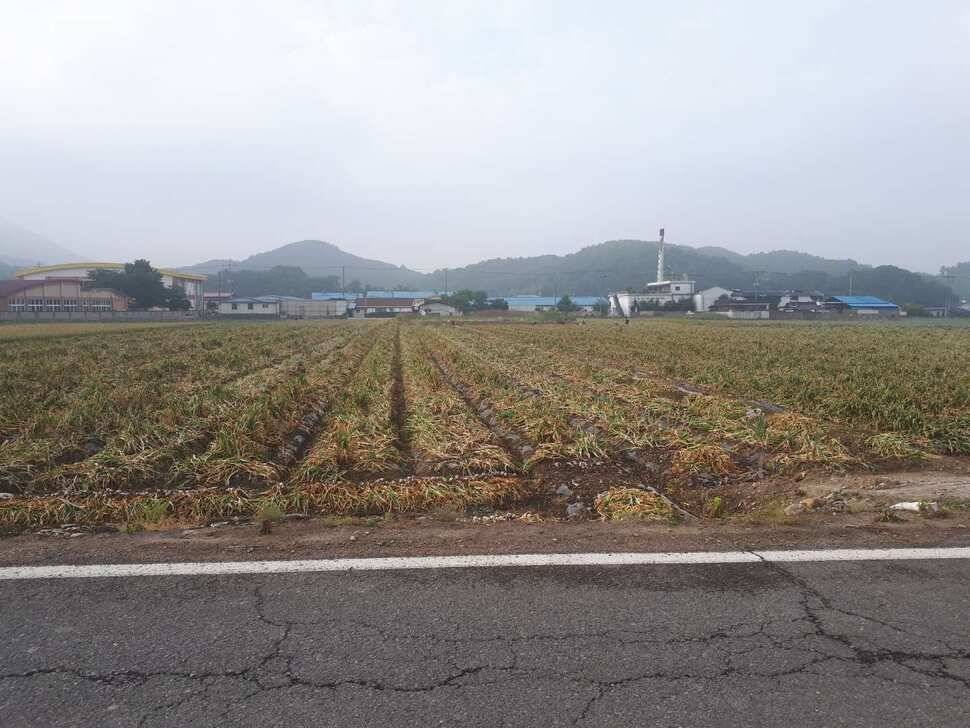 창녕권 저수지 탐사 (조황조행기 - 낚시점조황)