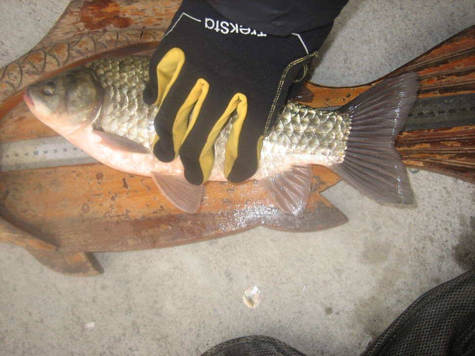 충주탄금호낚시새해 첫4짜 대물조황41cm (조황조행기 - 낚시점조황)