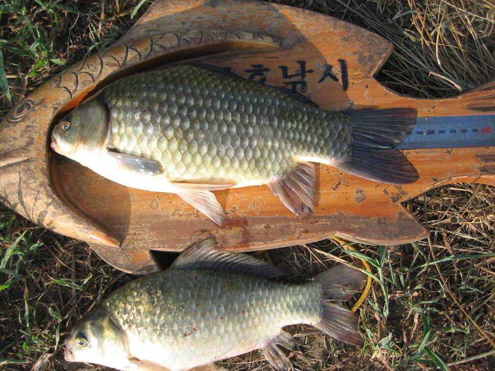충주 탄금호 낚시조황 (조황조행기 - 낚시점조황)
