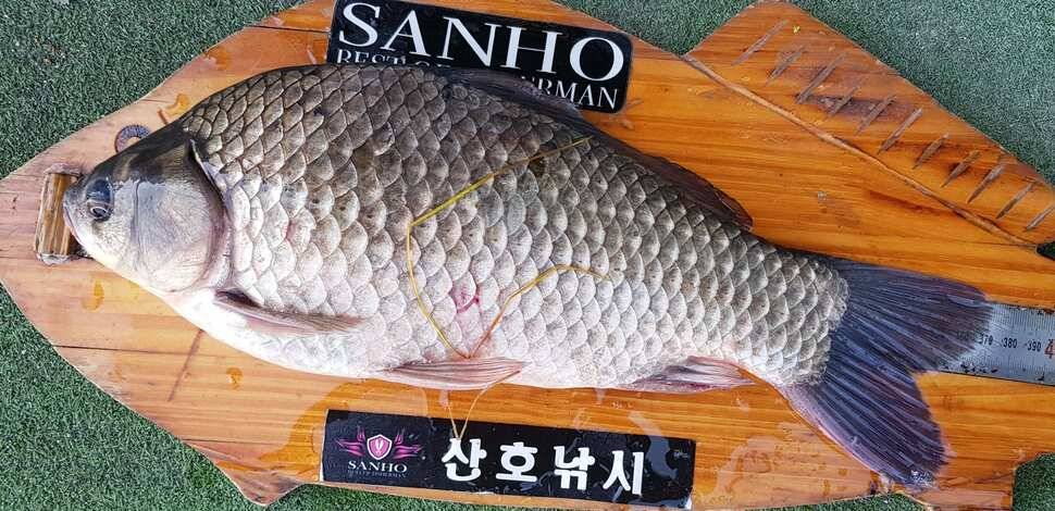 구미권 추석연휴 붕어조황 (조황조행기 - 낚시점조황)