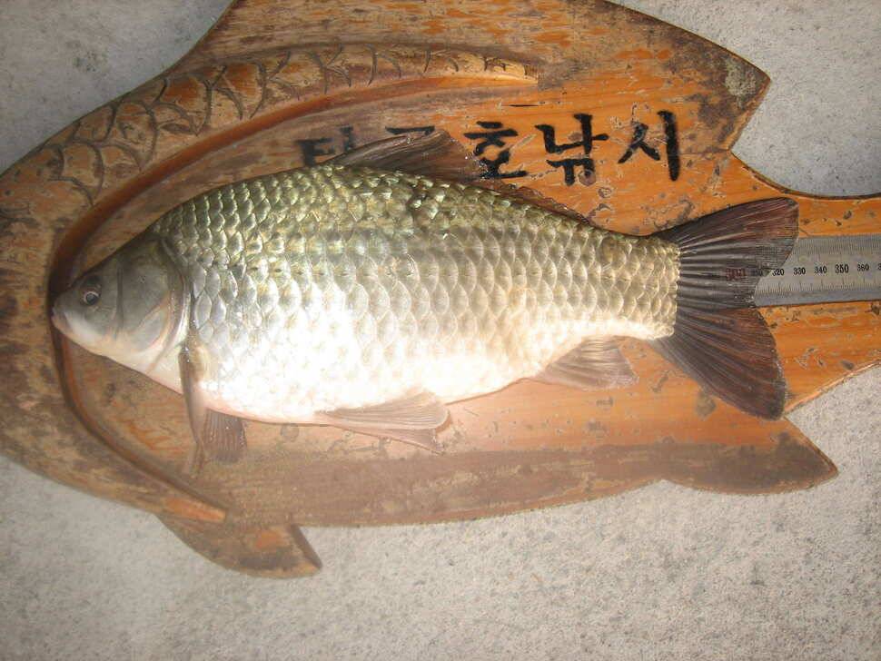 충주탄금호낚시새해 첫4짜 대물조황41cm (조황조행기 - 낚시점조황)