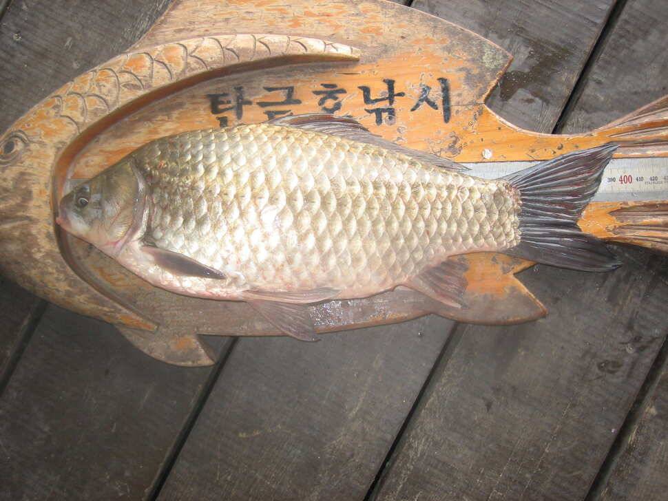 충주탄금호낚시새해 첫4짜 대물조황41cm (조황조행기 - 낚시점조황)