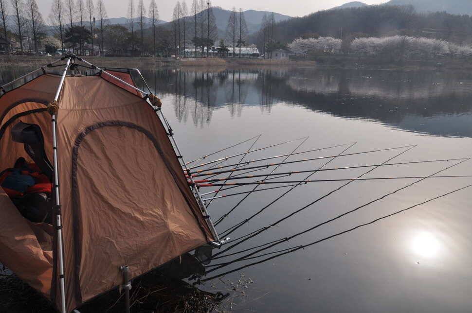 창녕권 485484742 호조황 (조황조행기 - 낚시점조황)