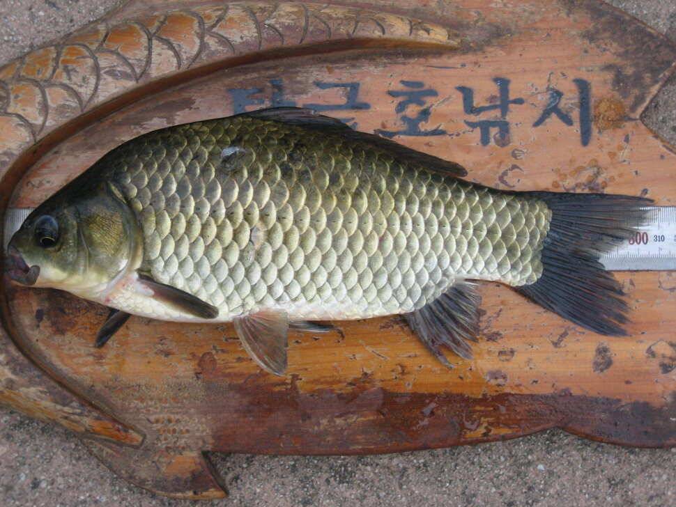 충주 탄금호 낚시조황 (조황조행기 - 낚시점조황)