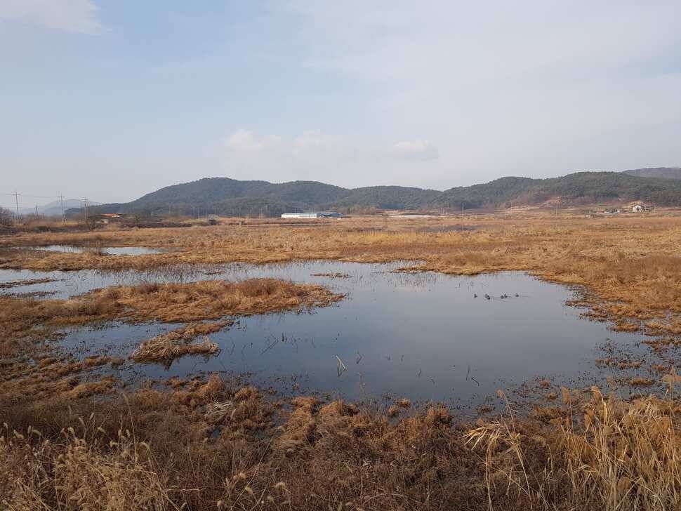 창녕 시즌 시작 (조황조행기 - 낚시점조황)