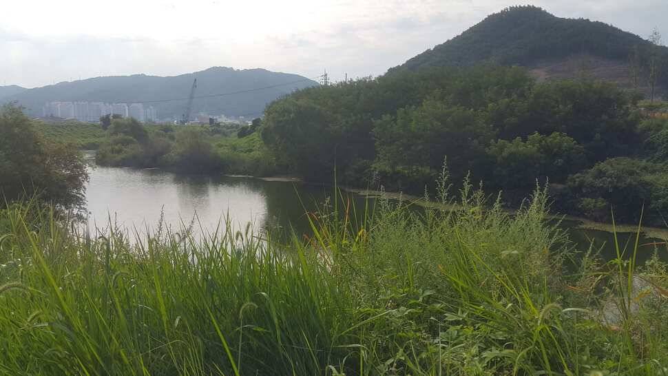 경북구미산호낚시조황소식 (조황조행기 - 낚시점조황)