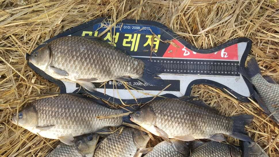 창녕권 485484742 호조황 (조황조행기 - 낚시점조황)