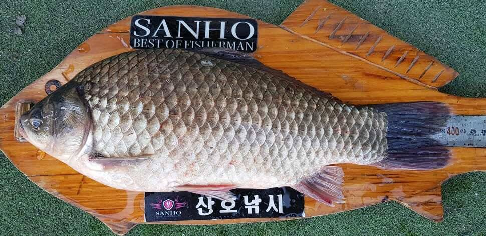 구미권 추석연휴 붕어조황 (조황조행기 - 낚시점조황)