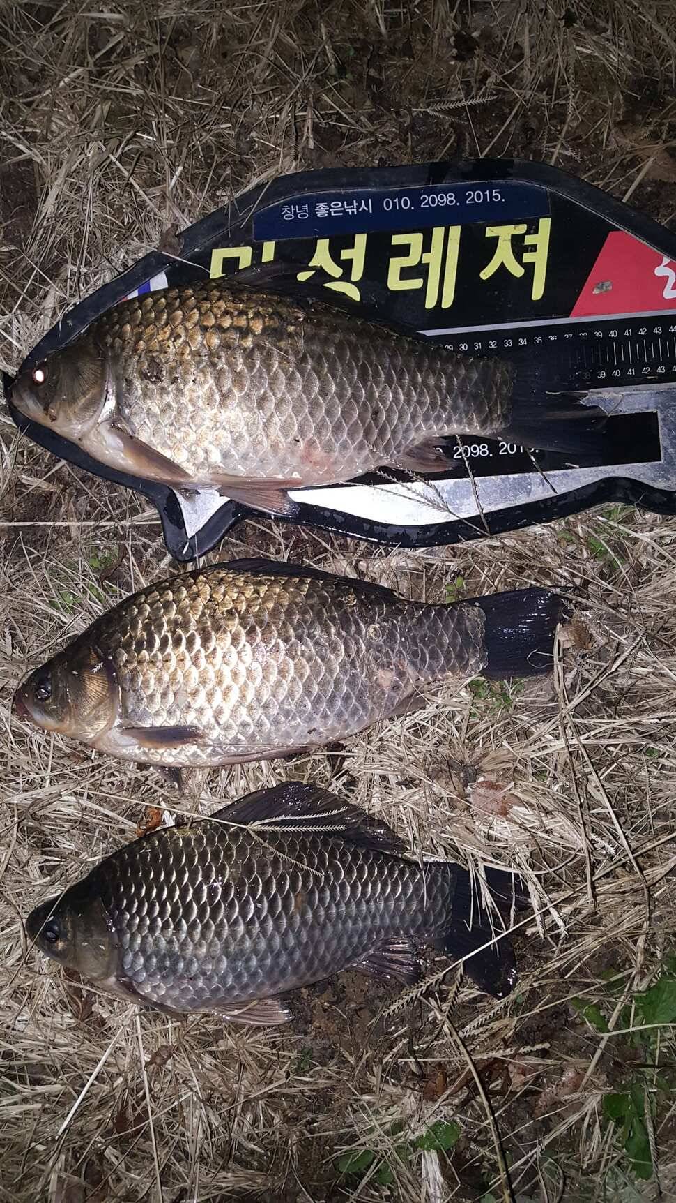 창녕권 485484742 호조황 (조황조행기 - 낚시점조황)