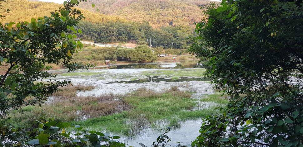 구미권 추석연휴 붕어조황 (조황조행기 - 낚시점조황)
