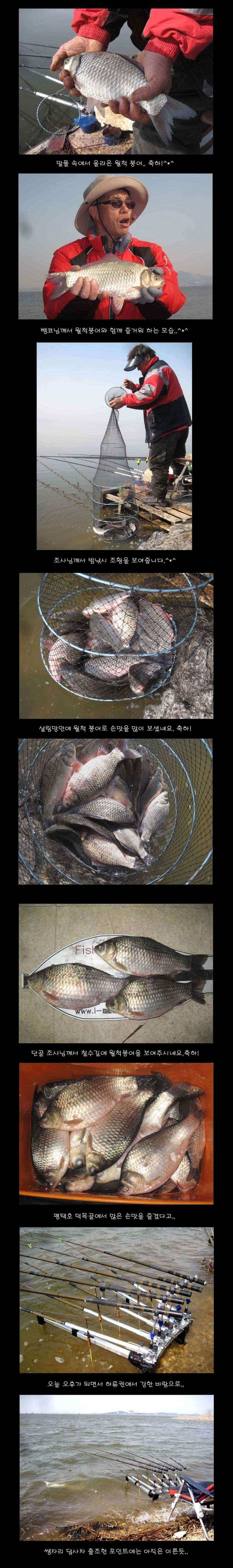 붕어와 잉어 (조황조행기 - 낚시점조황)