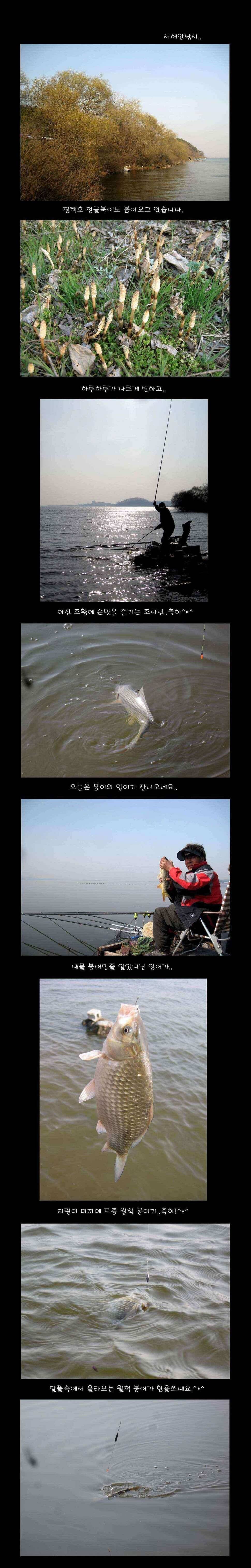 붕어와 잉어 (조황조행기 - 낚시점조황)