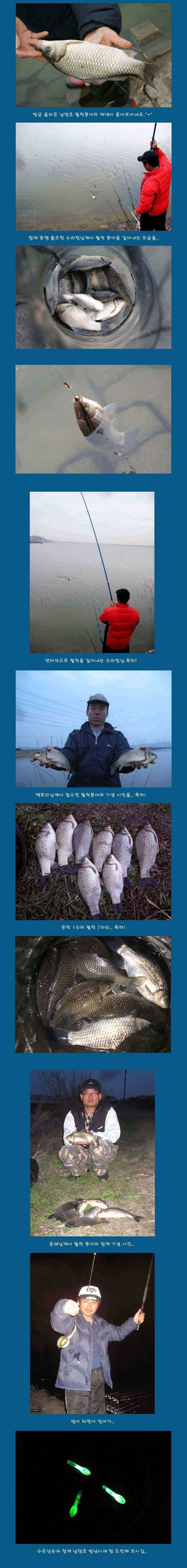남양호 본류권 월척붕어가 (조황조행기 - 낚시점조황)
