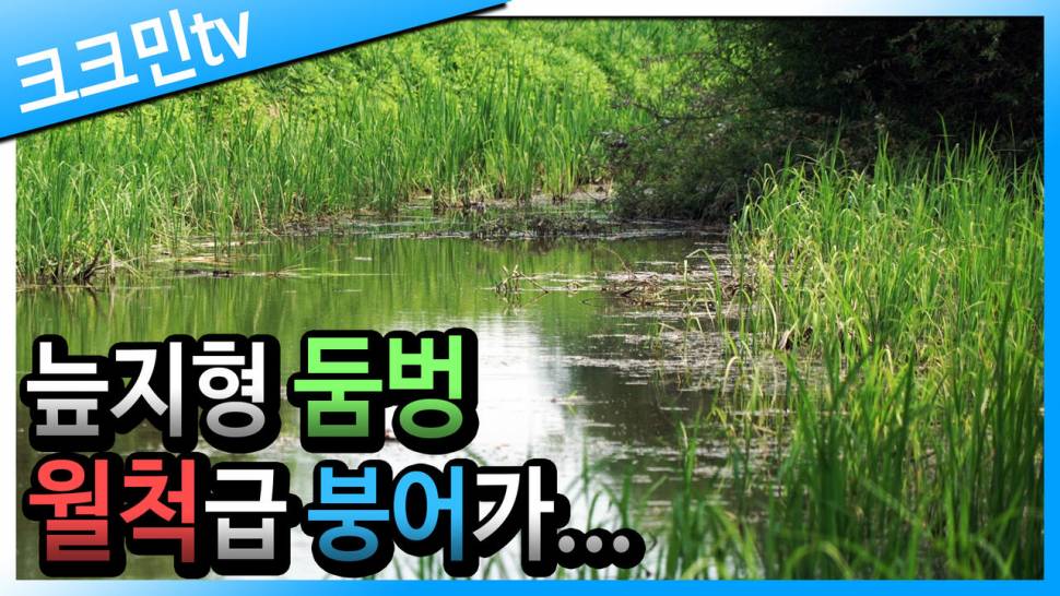 늪지형 둠벙에서 붕어낚시 남한강 지류 (커뮤니티 - 낚시동영상)