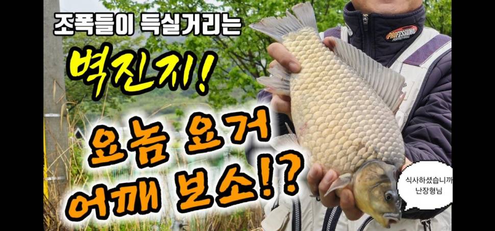 조폭붕어가 득실되는 벽진지조폭붕어 (커뮤니티 - 낚시동영상)