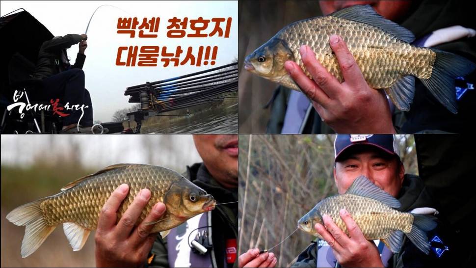 빡센 청호지 대물 붕어낚시 도전 FTV 붕어에미치다 (커뮤니티 - 낚시동영상)