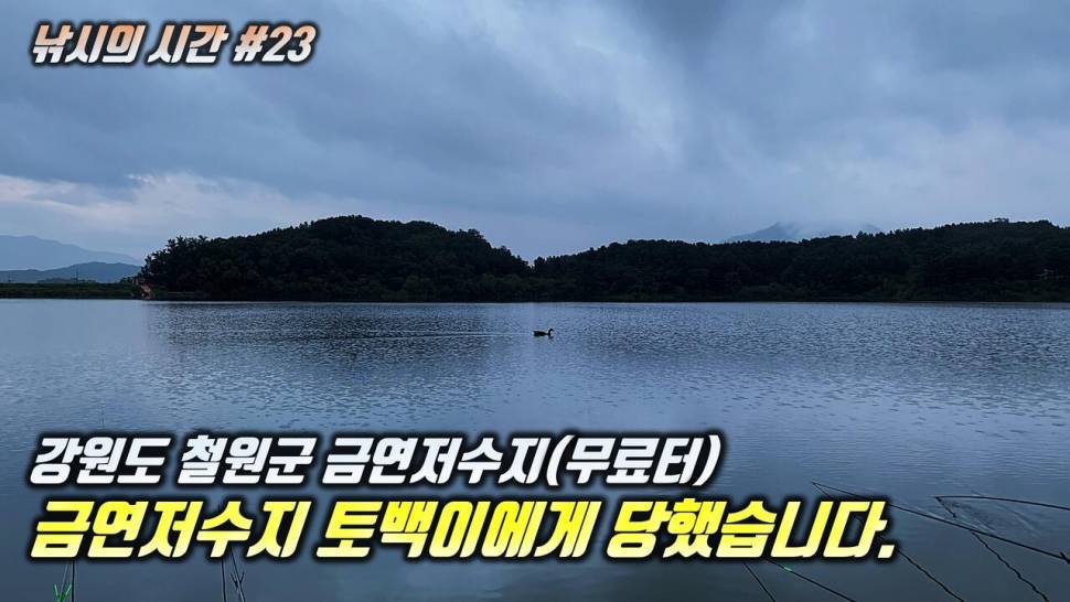 철원 금연저수지에서 붕어가 먹고 나온 미끼는 (커뮤니티 - 낚시동영상)