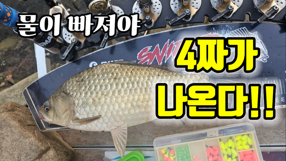 물이 빠져야 4짜가 나온다왜관 매원지 (커뮤니티 - 낚시동영상)