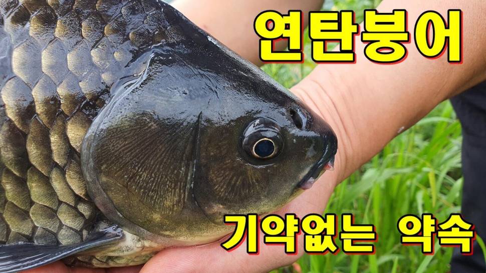 연탄붕어 기약없는 약속 (커뮤니티 - 낚시동영상)