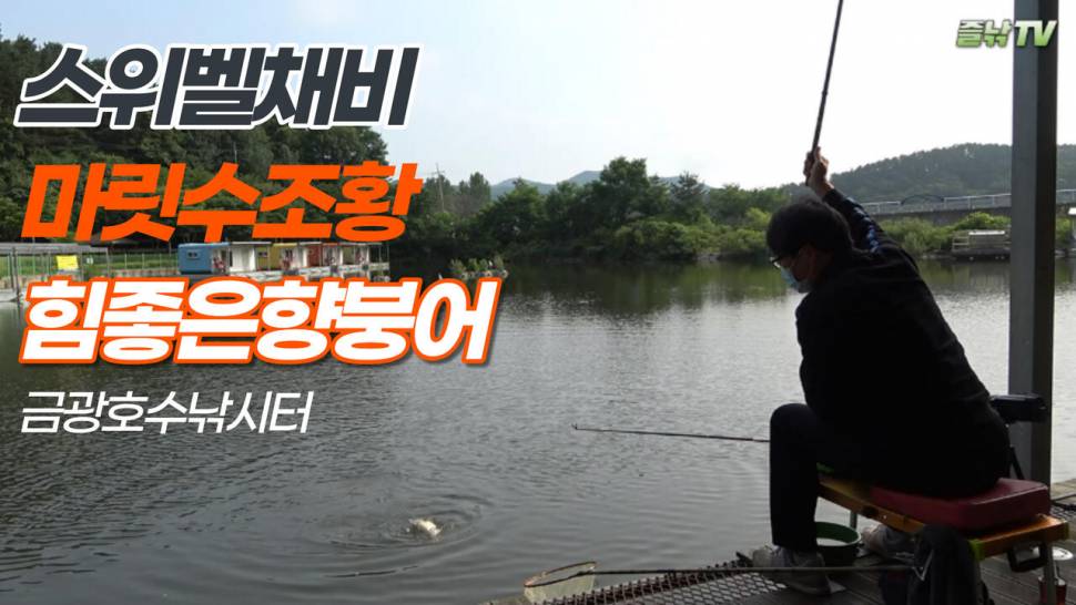 마릿수 조황 힘좋고 덩치큰 붕어들경기 안성 금광호수낚시터20210624 (커뮤니티 - 낚시동영상)