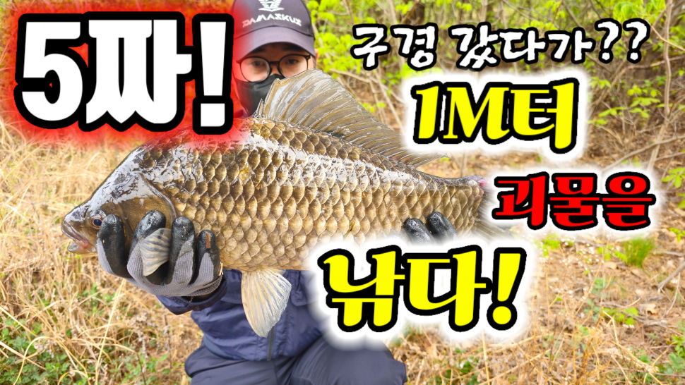 영천 관방지 525cm 5짜 대물붕어 출현 (커뮤니티 - 낚시동영상)