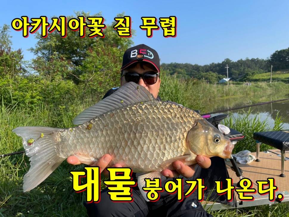 아카시아꽃 질 무렵 대물붕어가 나온다 (커뮤니티 - 낚시동영상)