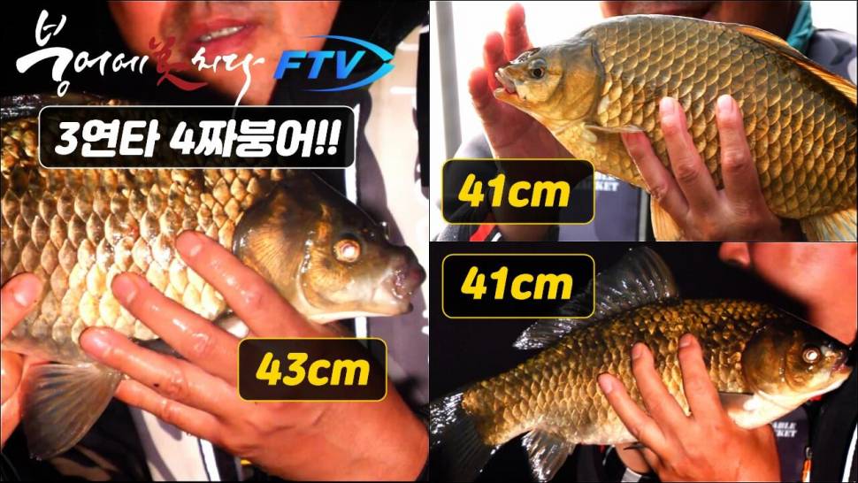 3연타 덩어리 4짜붕어41cm 43cm 41cm 의암댐 붕어낚시 FTV 붕어에미치다 (커뮤니티 - 낚시동영상)