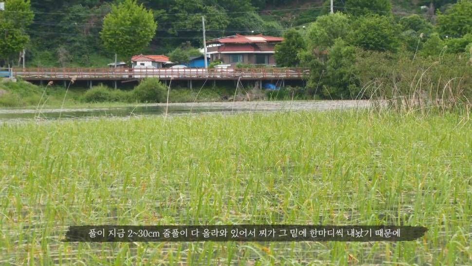 황금색 빵빵하고 땟깔 좋은 의암호 붕어낚시 FTV 붕어에미치다 (커뮤니티 - 낚시동영상)