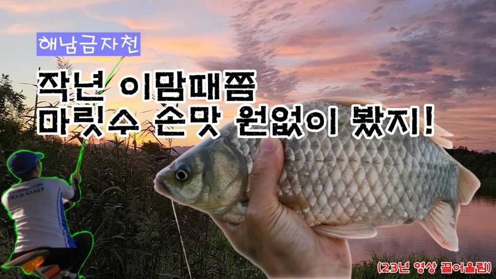 끌 해남 금자천 붕어타작 작년 이맘때쯤 난리난 포인트 (커뮤니티 - 낚시동영상)