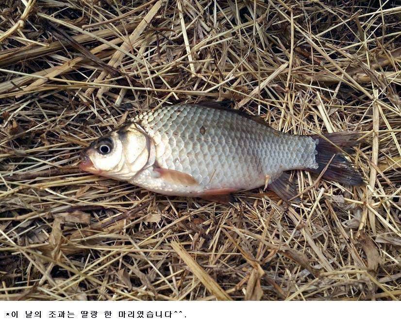 오리발튜닝 필드테스트 (사용기강좌 - 나의낚시장비)