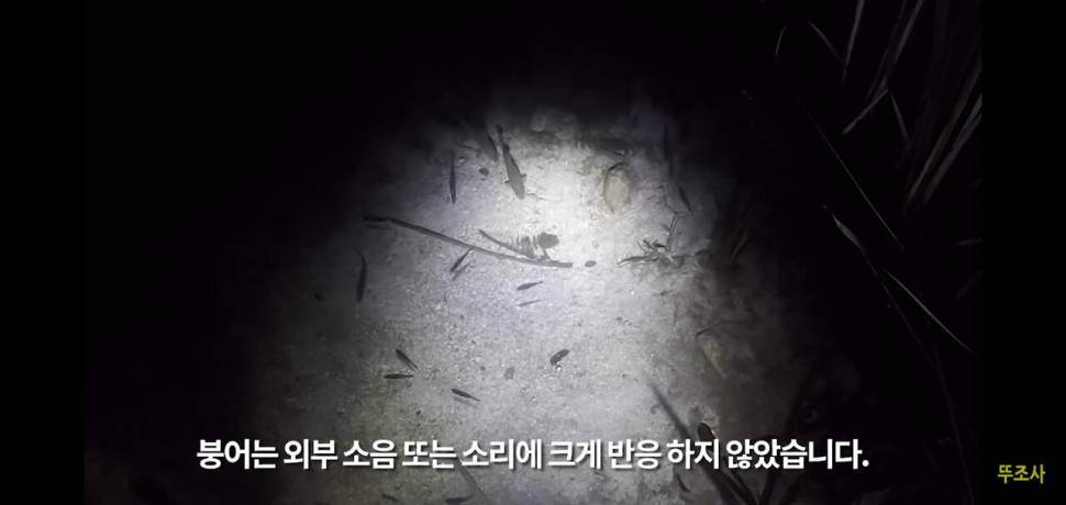 낚시에 소음은 영향을 줄까 테스트 결과 (커뮤니티 - 낚시터환경개선)