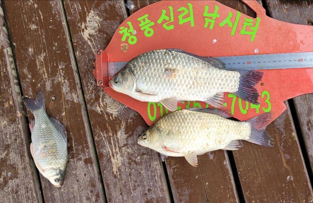 청풍신리낚시터 425cm 조황입니다 (조황조행기 - 충주호조황속보)