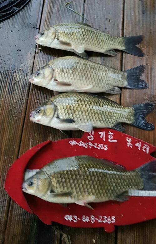 ★★★ 계속되는 용곡리 4짜455들의 행진 ★★★ (조황조행기 - 충주호조황속보)