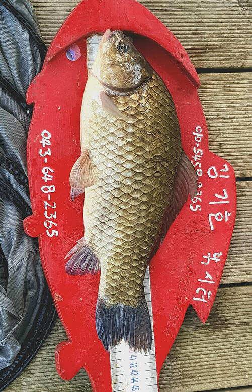 ★★★ 연이어지는 4짜 행진입니다 ★★★ (조황조행기 - 충주호조황속보)