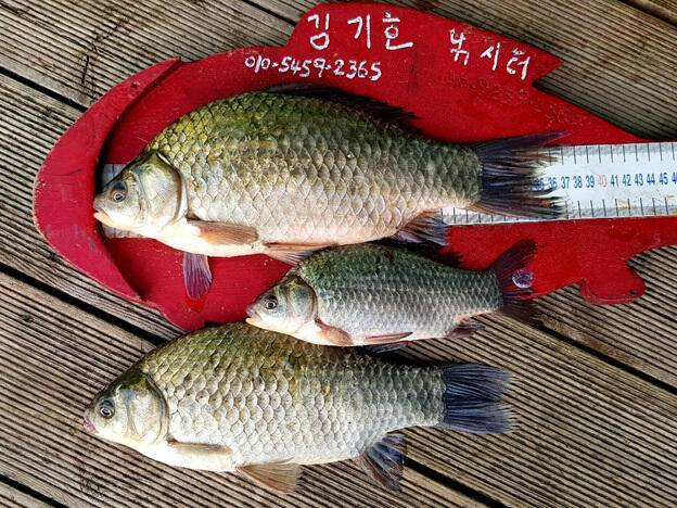 ★★★ 깊어가는 가을밤4짜를 만나다 ★★★ (조황조행기 - 충주호조황속보)