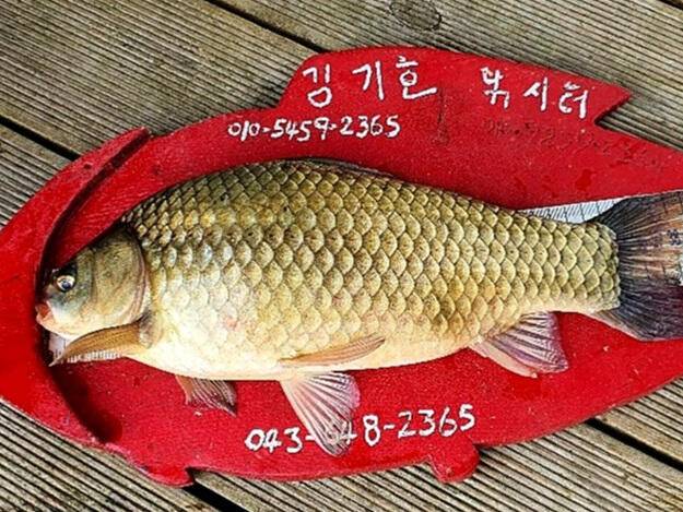 ★★★ 추워질수록 4짜를 유혹한다 ★★★ (조황조행기 - 충주호조황속보)