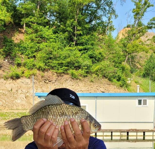 청풍신리낚시터 허리급정보입니다 (조황조행기 - 충주호조황속보)