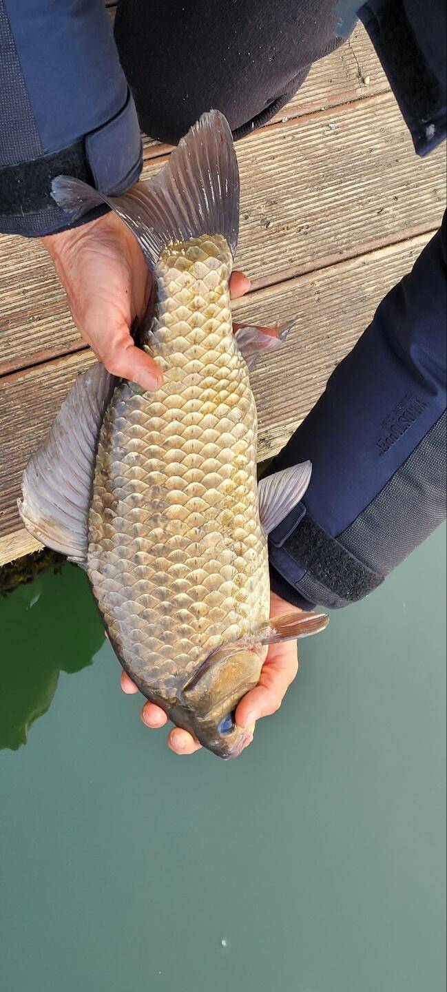 청풍신리낚시터 44cm 대물조황입니다 (조황조행기 - 충주호조황속보)